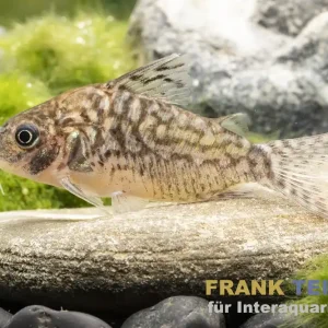 Angebot Genetzter Panzerwels, Corydoras sodalis